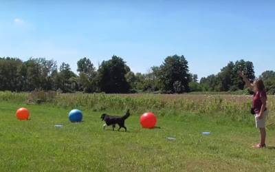 Durch Treibball Spiele wie dem Insel hüpfen mit viel Spass die Basics festigen