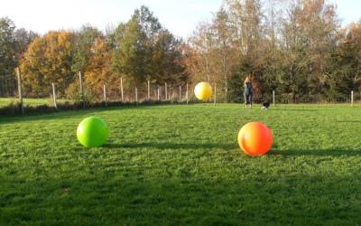 Distanzkontrolle für Fortgeschrittene beim Treibball