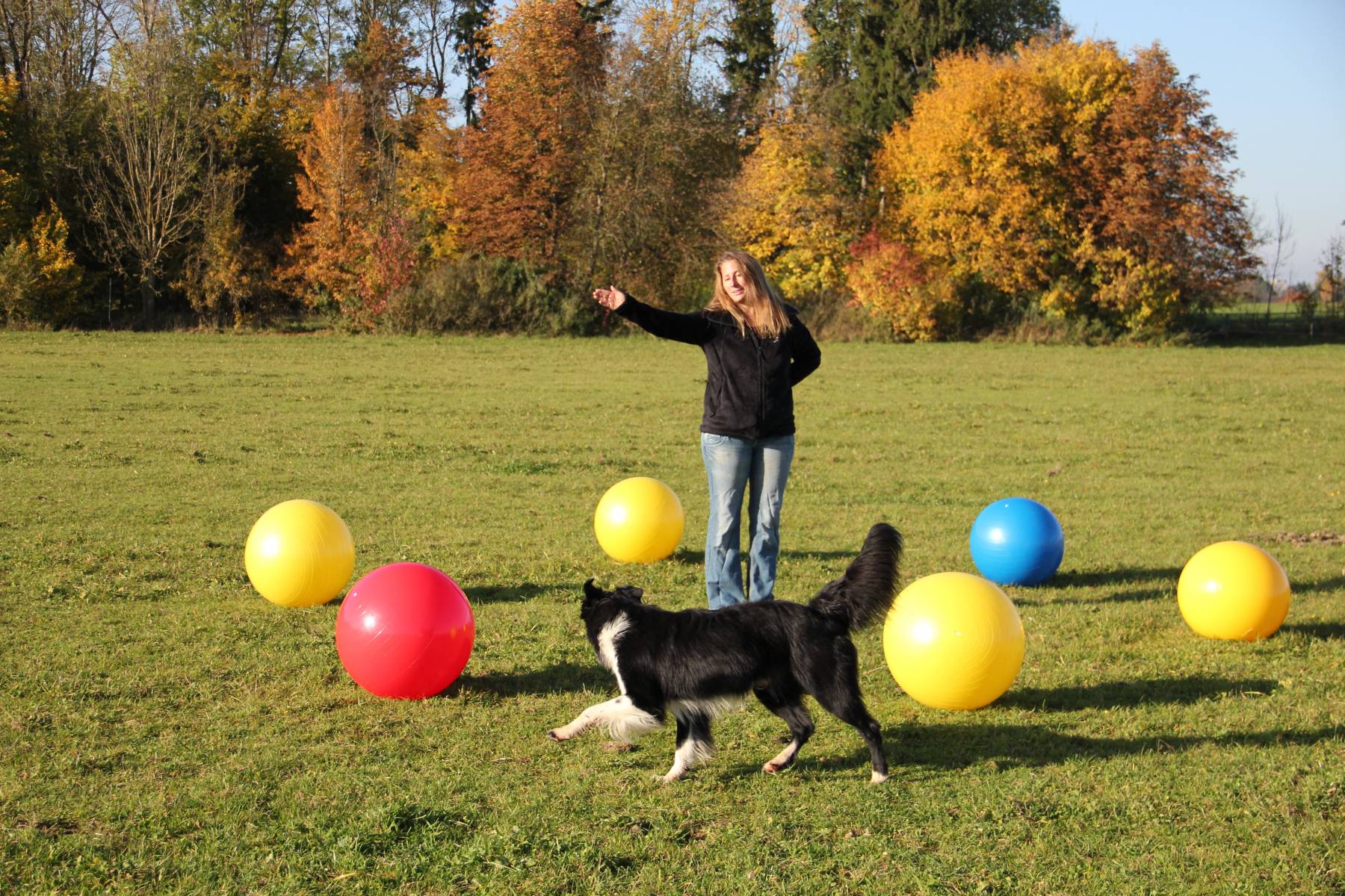 Treibball für Hunde der vielseitige Trendsport mit Anja Jakob