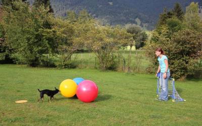 Treibball für Hunde – der vielseitige Trendsport