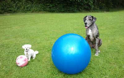 Treibball – Welche Größe des Balles passt zu meinem Hund?