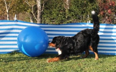 Treibball in Deutschland – Die Turnier Spielregeln im Vergleich