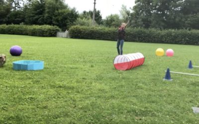 Sheltie Peggy Sue zeigt spielerische Distanzarbeit beim Treibball