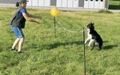 Drei Spielideen: Treibball für Hütehunde