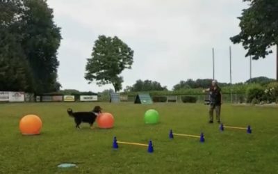 Treibball – ein toller Distanzsport – Australian Shepherd Mex zeigt die Spiele Baseball und Hürdenlauf