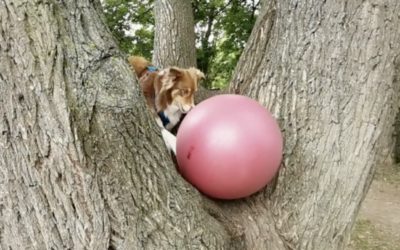 Treibball Indoor, im Garten und Outdoor mit Aussie Moccacina