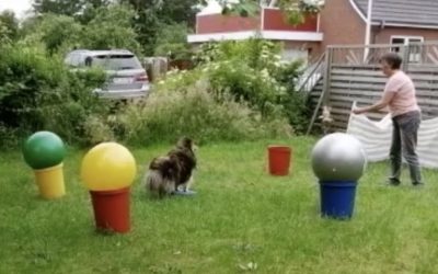 Treibball – ein schöner Sport auch für ältere Hunde wie den Sheltie-Buben Henry