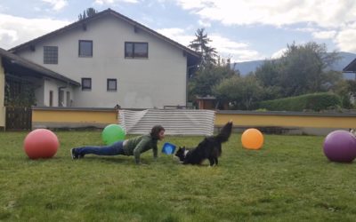 Border-Collies kreativ beschäftigen mit Treibball, Tricks und Varianten